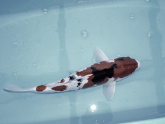 Killikus&reg; Fotographie